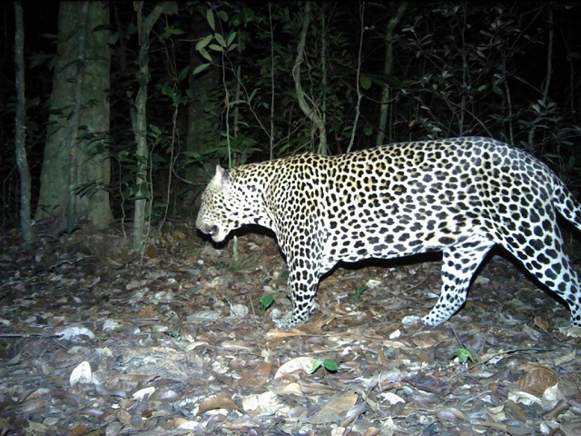 Gabon : l’Agence nationale des parcs nationaux crée une nouvelle technologie en vue d’assurer le suivi de la faune en Afrique centrale