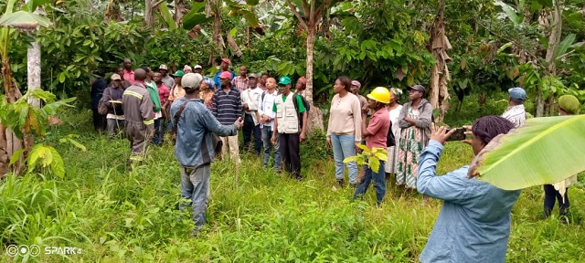 Gabon/ 45 planteurs formés par Olam Rubber pour redynamiser la culture du cacao à Minvoul